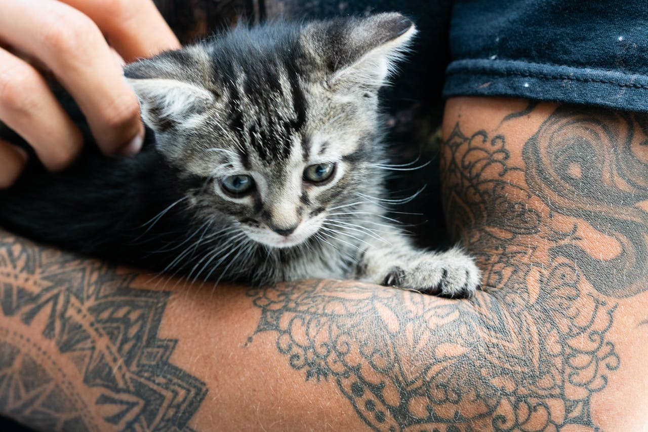 preguntas frecuentes tatuajes